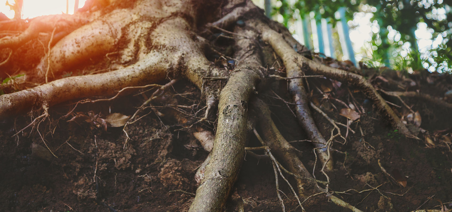 Big old tree roots, sunny forest